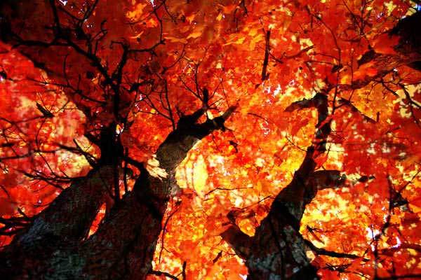 autunno4